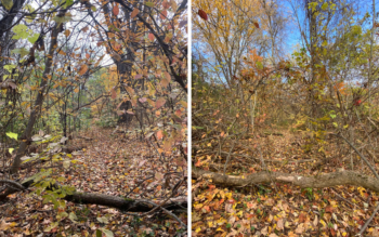 a side by side image of the same forest trail but from two different perspectives